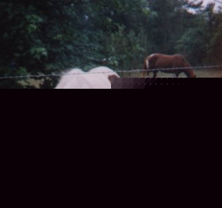 Mom and Dad Horse